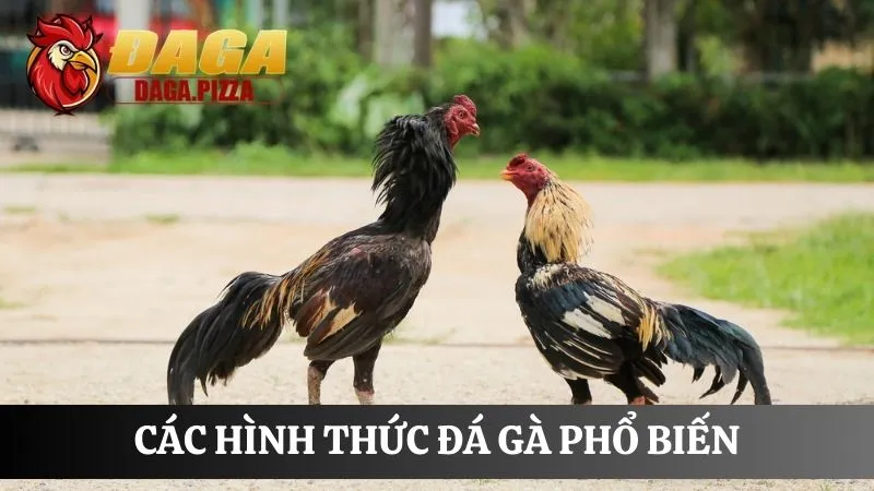 FAQ hình thức đá gà