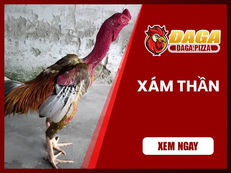 những chiến kê nổi tiếng trong lịch sử đá gà 